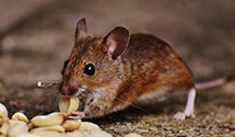 24 Hour & Emergency Exterminators in Piper City, IL